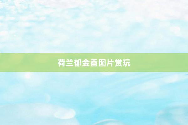 荷兰郁金香图片赏玩